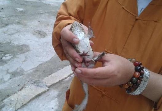 Đồng Tháp: Chú ếch lạ tại chùa Thiên Phước