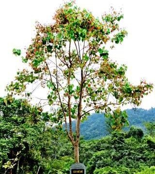 Sự trùng hợp kỳ lạ của cây bồ đề Đại tướng Võ Nguyên Giáp tại Yên Tử