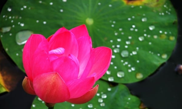 Hoa sen gắn với biểu tượng Phật giáo