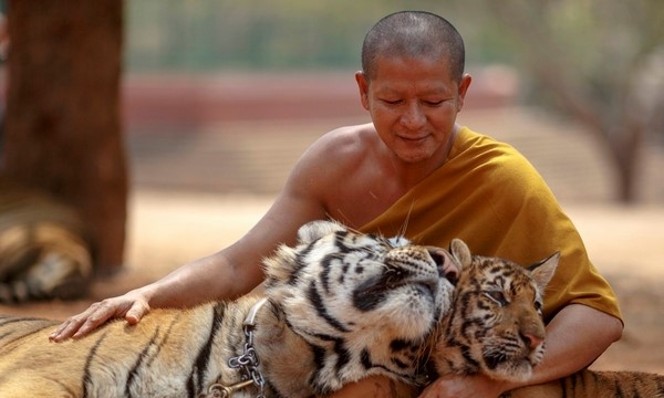 Thái Lan: Nhà sư nuôi hổ, hổ thân thiện với con người