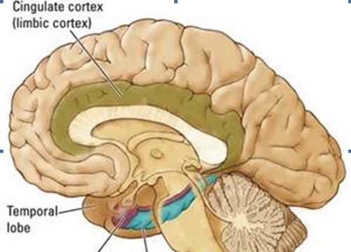 Khoa học não bộ và thiền chính niệm