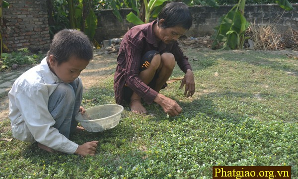 Bố mẹ bị thần kinh nuôi con bằng rau dại