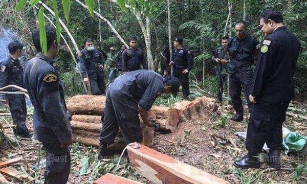 Nhà sư kêu gọi ngăn chặn cuộc chiến khai thác gỗ trái phép tại Thái Lan