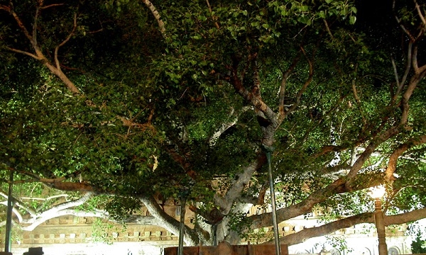 Lịch sử cây bồ đề tại Bồ đề đạo tràng