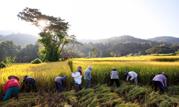 Indonesia: Nông dân hành thiền trong mùa gặt hái