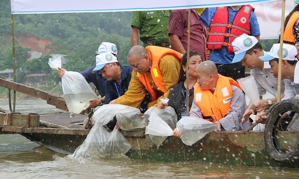 Tuyên Quang: Phóng sinh hơn 1,2 tấn cá giống trên sông Lô