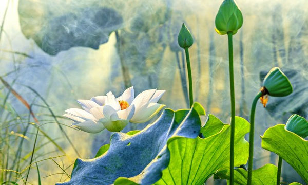 Lạc thú tình dục