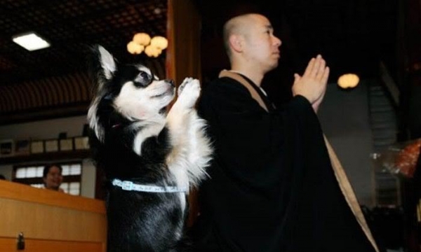 Con chó có Phật tánh không?
