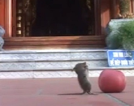 Chuột lạy Phật ở chùa Cái Bầu: Có thật hay trò đùa?