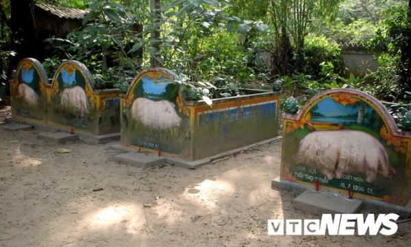 Đàn lợn quy y cửa Phật và nghĩa trang Lợn trong chùa Dơi Sóc Trăng