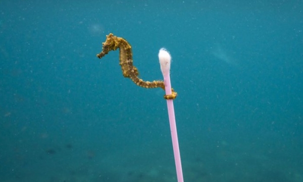 Nỗi ám ảnh kinh hoàng từ 'thủy triều nhựa': Khai tử ống hút nhựa là chưa đủ