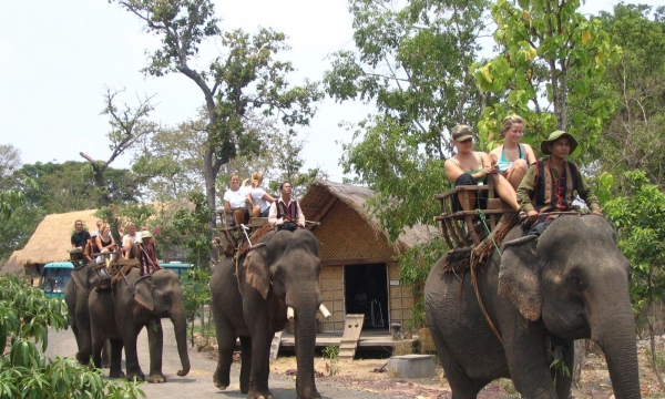 Cần lên tiếng phản đối quảng bá du lịch cưỡi voi tại Việt Nam