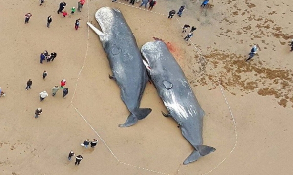 Cá voi chết vì 30 kg đồ phế thải nhựa trong bụng, bao giờ đến lượt chúng ta?