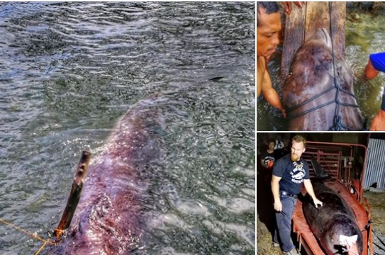 Cái chết thương tâm của cá voi Philippines có tới 40 kg rác thải nhựa trong bụng