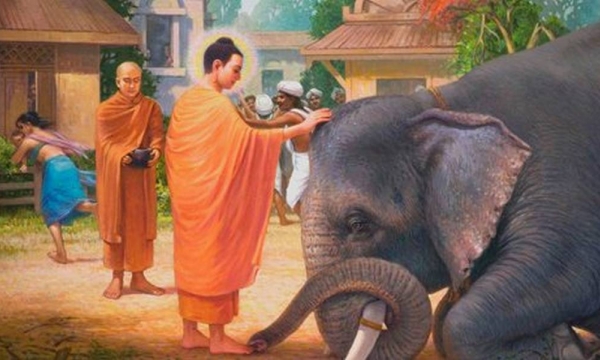 Thú vật có hiểu và được hưởng lợi lạc khi nghe kinh Phật hay không?