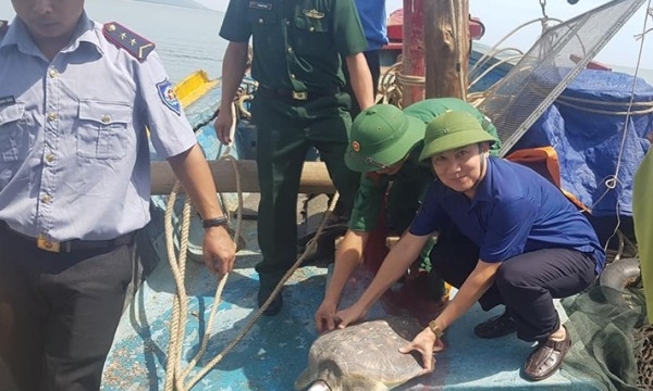 Thả rùa biển quý hiếm về môi trường biển Hà Tĩnh