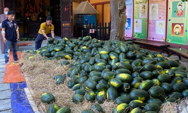 Chùa Viên Giác mua 5 tấn dưa hấu giải cứu nông dân