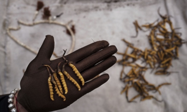 Đông trùng hạ thảo Bhutan - chế phẩm tự nhiên tuyệt vời của tạo hoá
