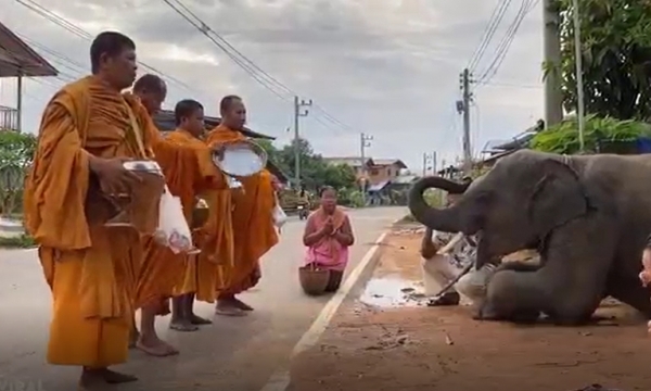 Chú voi tặng thức ăn, quỳ lạy các nhà sư ở Thái Lan