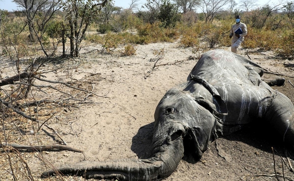 Thảm kịch 350 con voi chết gục bí ẩn tại Nam Phi