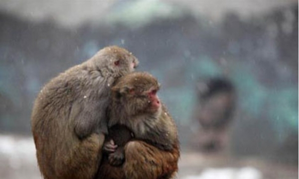 Video khỉ mẹ ôm chặt khỉ con giữa dòng nước lũ gây xúc động cộng đồng