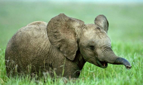 Chiến dịch 'Ngưng tạo nghiệp': Mua một ngà voi nhận một quả báo