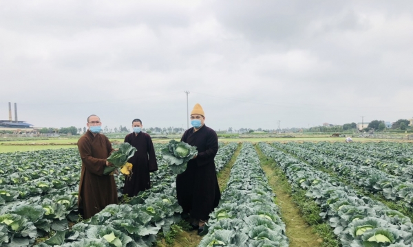 Ban Trị sự Phật giáo tỉnh Hải Dương chung tay giải cứu rau củ cho nông dân