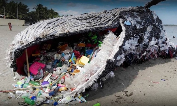 Chú cá voi mõm khoằm bất hạnh chết vì ăn phải lượng rác thải nhựa lớn