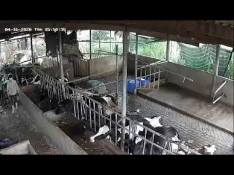 Khoảnh khắc sét đánh khiến đàn bò sữa chết gục trong chuồng