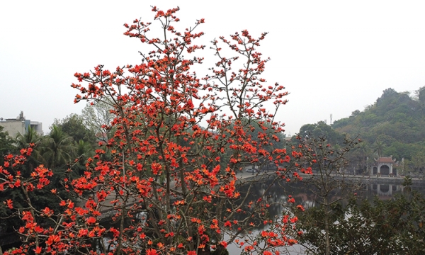 Hoa gạo thắp lửa đẹp ngỡ ngàng góc sân chùa Thầy