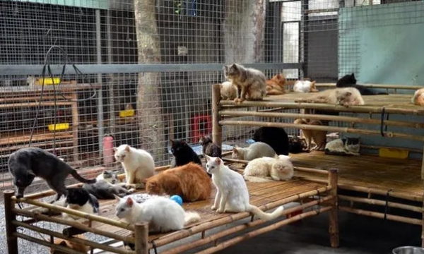 Người 'mẹ' cưu mang hơn 1.000 chó mèo ở TP Hồ Chí Minh