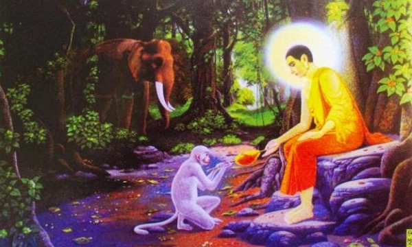 Câu chuyện tiền thân Đức Phật: Chuyện khỉ chúa