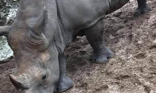 Hai du khách gây phẫn nộ khi vô tư khắc tên mình lên lưng tê giác trong vườn thú