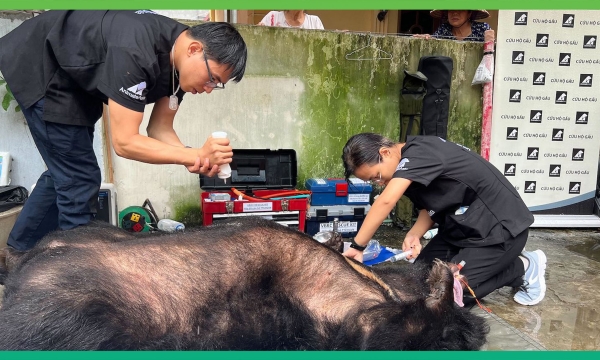 Tổ chức Động vật Châu Á cứu hộ gấu nuôi nhốt tại Phúc Lợi, Long Biên