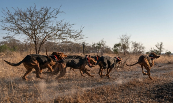 Thợ săn bị bầy chó của mình nuốt sống