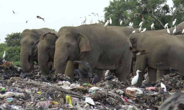 Sri Lanka cấm đồ nhựa dùng một lần để bảo vệ voi