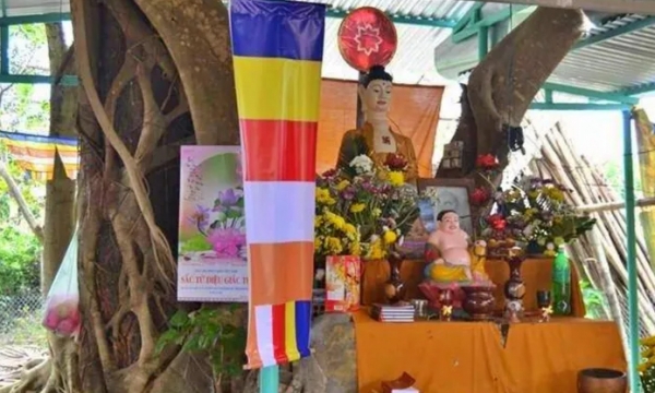 Cội bồ đề che chở tượng Phật tại chùa Bảo Sơn