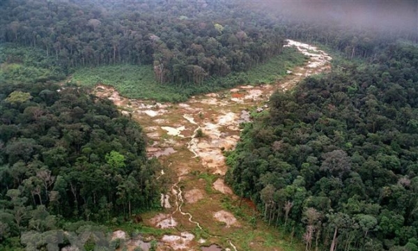 Quả báo của việc phá rừng