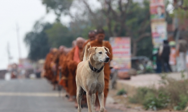 Con chó có “Phật tánh” không?