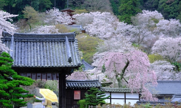 Tận hưởng không khí bốn mùa tại ngôi chùa đầy hoa ở Nara