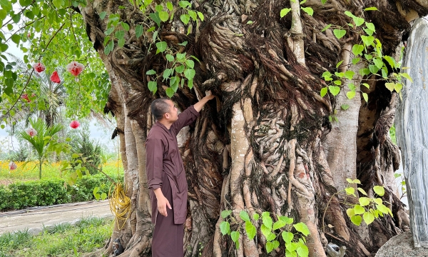 Kỳ bí cây bồ đề trăm tuổi ôm kín ngôi mộ vị thiền sư ở chùa Vĩnh Phúc