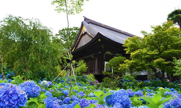 Ngôi chùa ở Nhật Bản hút hồn du khách vì hoa cẩm tú cầu