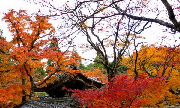 Tuyệt đẹp chùa cổ Saimyo-ji