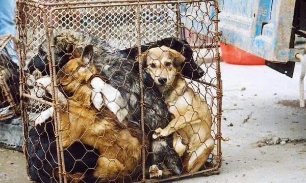 Chủ quán thịt chó ở Thái Nguyên xé bảng hiệu, bỏ nghề vì thương chó
