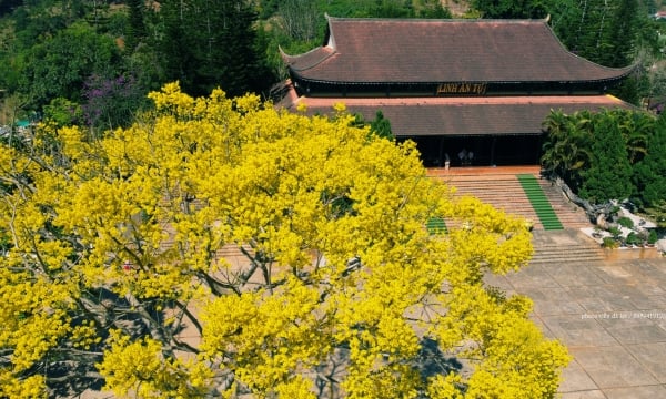 Phượng vàng nở rộ khoe sắc dịp Tết tại Linh Ẩn tự, Lâm Đồng