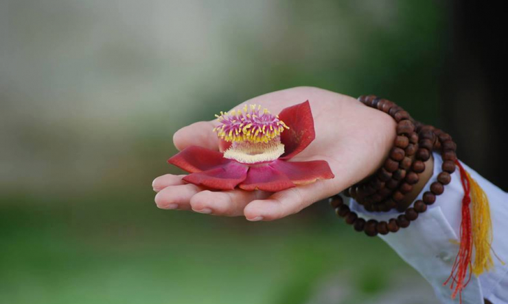 Người Phật tử lý tưởng: Đầy đủ tín, giới, thí, tuệ