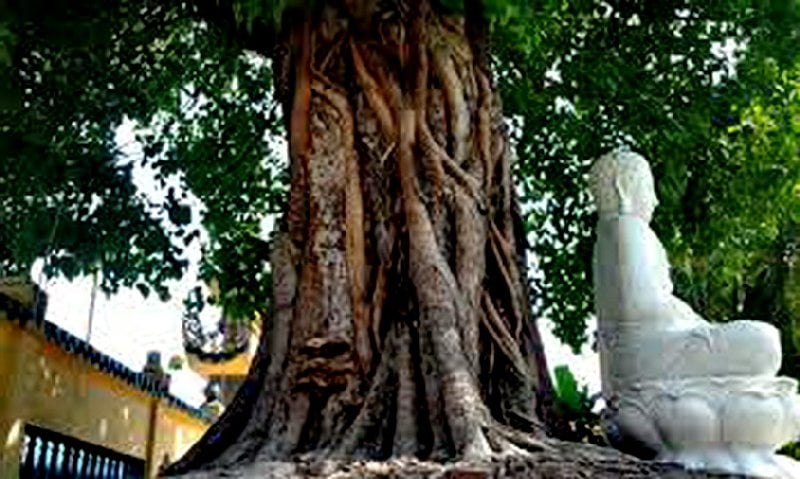 Cây Bồ đề có tên khoa học là Ficus religiosa, theo các điển tích về Phật giáo, cây Bồ đề đóng một vai trò quan trọng trong cuộc đời Đức Phật. Đức Phật đã ngồi thiền định dưới gốc cây Bồ đề và từng bước giác ngộ được các giáo lý của Phật giáo.