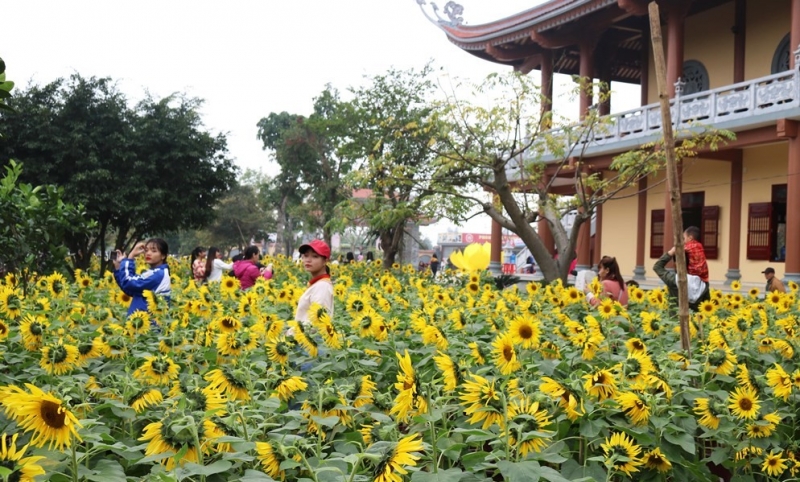 Giữa rất nhiều công trình đón Xuân Kỷ Hợi, vườn hoa hướng dương rực rỡ bên trái chùa, kéo thành một dải dài, đang là điểm thu hút và gấy hấp dẫn đối với Phật tử và khách đến chùa để chiêm bái.