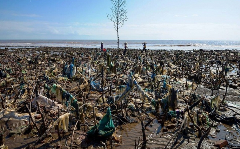 Một khu rừng cây cạnh biển đã chết, cũng chính là nơi rác thải nhựa mới lộ diện. Khi chúng bị sóng đánh vào bờ đã mắc vào cây không trôi ngược ra biển được nữa. Ảnh chụp tại Nam Định 12/2018.