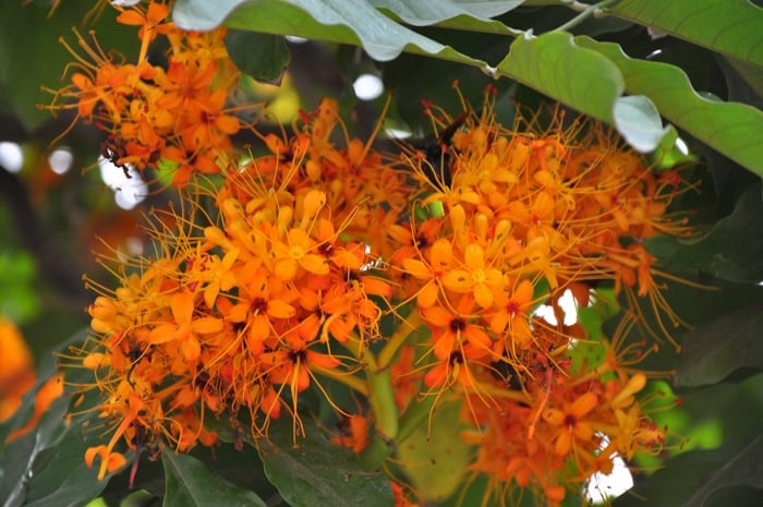 Vô ưu sống ở rừng mưa có nguồn gốc từ trung tâm của cao nguyên Deccan và vùng ven biển Ấn Độ. Cây vô ưu được ưa chuộng vì tán lá đẹp, hoa đẹp mọc thành chùm và tỏa hương thơm. Cây vô ưu hoang dã dễ bị tổn thương nên càng trở nên hiếm hơn trong môi trường sống tự nhiên của nó.